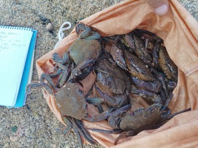 Cogen de noche a un furtivo en Tirán con 15 kg de nécoras