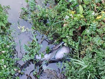 Denuncian un vertido de fecales al río Lameiriña de Marín