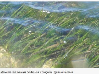 El Instituto de Investigaciones Marinas analizará la salud de la ría