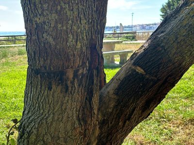 Las sospechosas marcas de los árboles de Rodeira