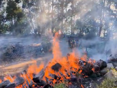 Arden 200m2 de masa forestal en Domaio