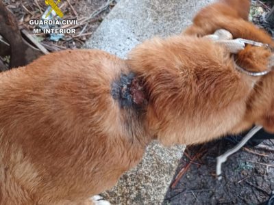 Un anciano de Marín se enfrenta a una multa de hasta 50.0000 euros por maltrato animal