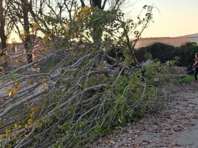 Técnicos da Estación Fitopatolóxica do Areeiro visitan o arborado na zona da Casa de Cultura de Seixo e toman mostras para a súa análise