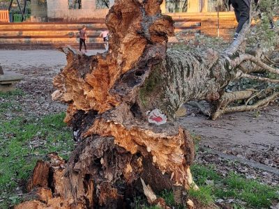 O Concello encarga un estudo do estado das árbores da contorna da Casa de Cultura de Seixo