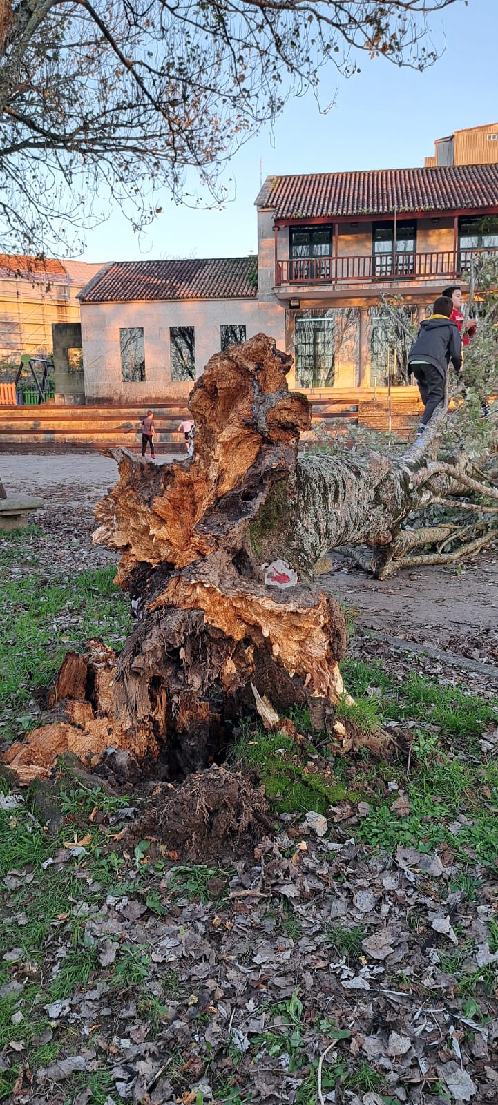 O Concello encarga un estudo do estado das árbores da contorna da Casa de Cultura de Seixo