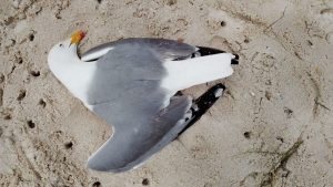 Detectan un foco de gripe aviar en Moaña en una gaviota