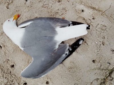 La Xunta detecta un foco de gripe aviar en Bueu