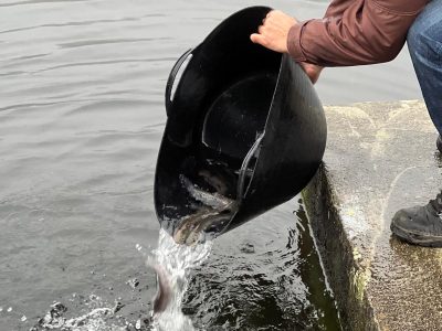 500 truchas para el Lago de Castiñeiras