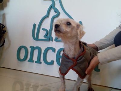 Concierto solidario para salvarle la vida a un perro atropellado