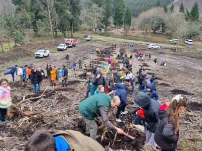 Los niños de Moaña plantan 250 ejemplares en el Día del Árbol