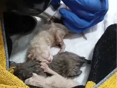 Salvan a 5 gatos recién nacidos en un contenedor de Cangas