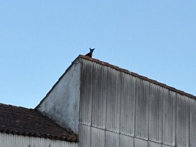 Operativo para rescatar a un perro en un tejado de Marín