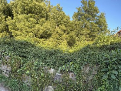 El PP de Moaña reclama un plan de desbroces y limpieza en 2026