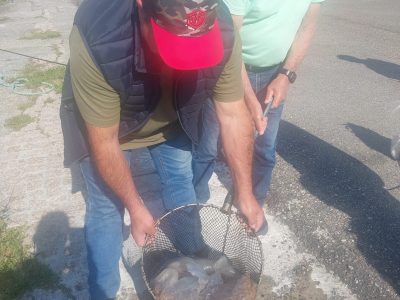 Un cangués encuentra frente a Massó una medusa de 11,5 kilos
