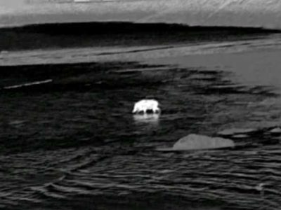 Un jabalí ‘furtivo’ mariscando en Domaio