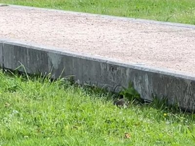 O PP de Moaña denuncia que o Concello utiliza a mocidade para facer tarefas de limpeza na Praia da Xunqueira, afectada por unha praga de ratas