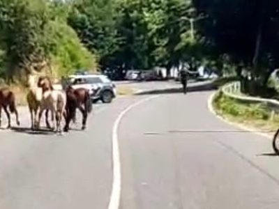 Una veintena de caballos a punto de entrar en la autovía do Morrazo