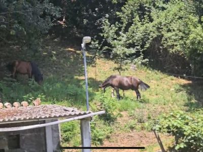Caballos salvajes arrasan fincas en Coiro y ponen en riesgo a los conductores