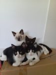 La Protectora se hace cargo de la atención y control de los gatos de Cangas, Moaña y Bueu