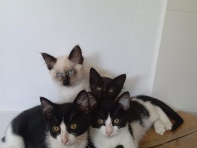La Protectora se hace cargo de la atención y control de los gatos de Cangas, Moaña y Bueu