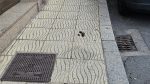Moaña insta a denunciar a quien no recoja las ‘cacas’ de los perros 