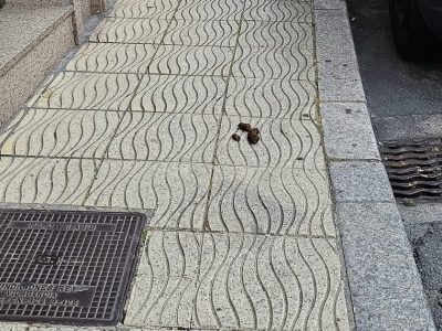 Moaña insta a denunciar a quien no recoja las ‘cacas’ de los perros 