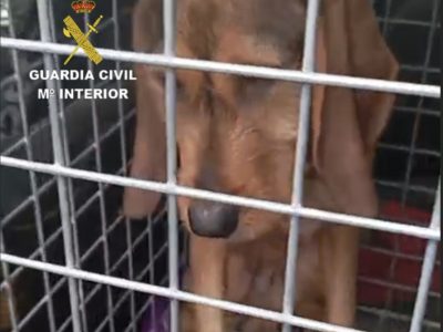 Localizan a un perro desaparecido desde febrero