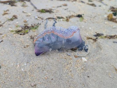 Bandera amarilla por la presencia de carabelas portuguesas en la playa de Nerga
