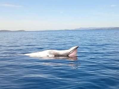 Aparece una ballena muerta en las rocas de Aldán
