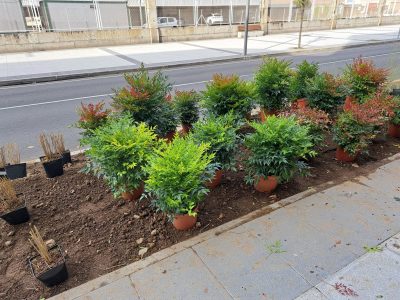 Os novos parterres da Avenida de Ourense florecen con máis de 1.000 plantas