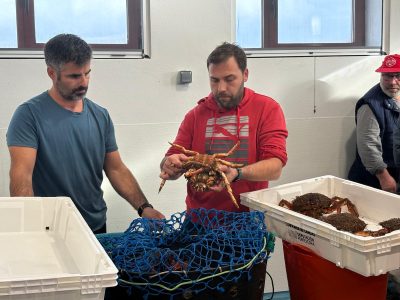 Satisfacción en Cangas con 1.400 kilos de centolla el primer día