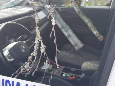 Vuelven a nacer tras caerle un árbol en O Casal