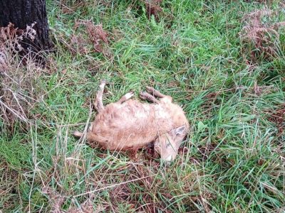 Varias cabras muertas y otras heridas por los mordiscos de dos perros en Donón
