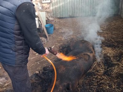 Con el frío llegan las matanzas: “Sabes lo que comes, es sano”