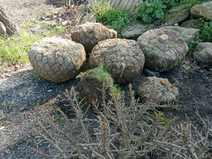 Cortan con una motosierra los árboles que iban a ser plantados en la calle Concepción Arenal