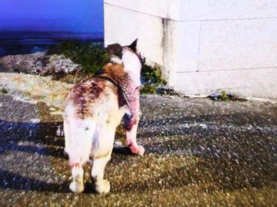 Investigado por lesiones el dueño de los perros agresores