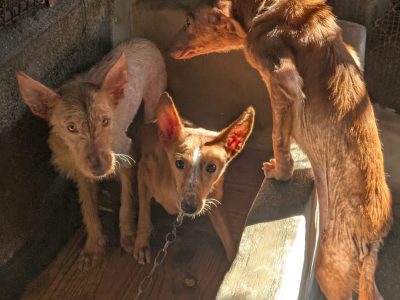 Terrible situación en la que un vecino de Meira tenía a 22 perros: enjaulados, esqueléticos y con sarna