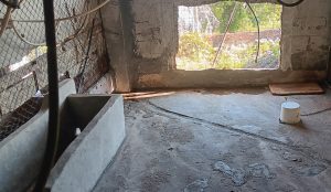 La familia dueña de los perros decomisados: “No estaban abandonados”