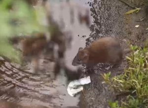 ‘Megaplaga’ de ratas en Vilariño