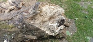 Dous plátanos da Alameda, retirados por presentar mal estado e estar en risco de caída