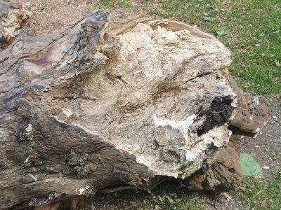 Dous plátanos da Alameda, retirados por presentar mal estado e estar en risco de caída