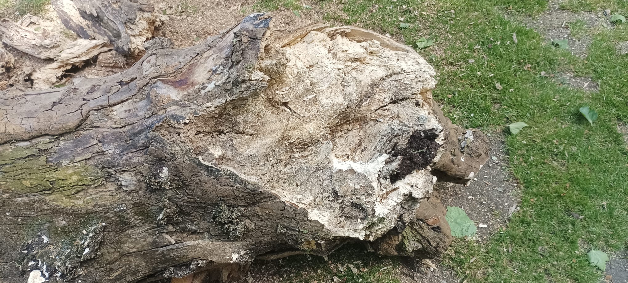 Dous plátanos da Alameda, retirados por presentar mal estado e estar en risco de caída