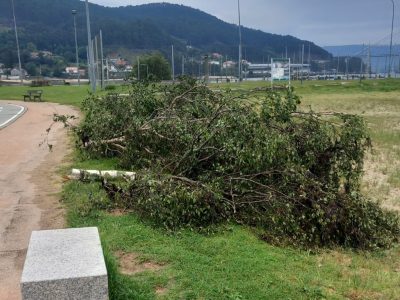 Misteriosa tala de un chopo en Domaio