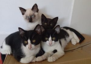 La ruptura de la Protectora con Bueu obliga a unos vecinos a cuidar a un gato