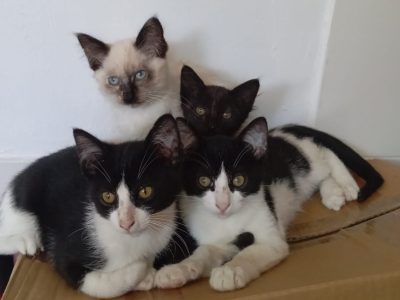 La ruptura de la Protectora con Bueu obliga a unos vecinos a cuidar a un gato