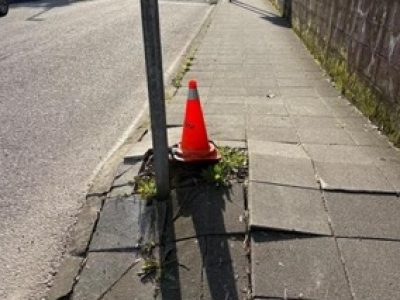 Los ‘cono-árboles’ serán cosa del pasado en 15 días