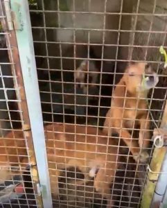 Vecinos alertan de dos casos de maltrato animal en Bueu