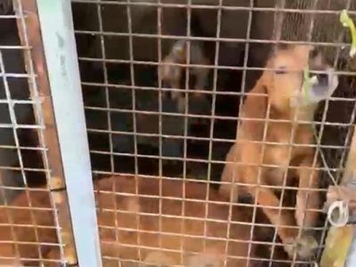 Vecinos alertan de dos casos de maltrato animal en Bueu