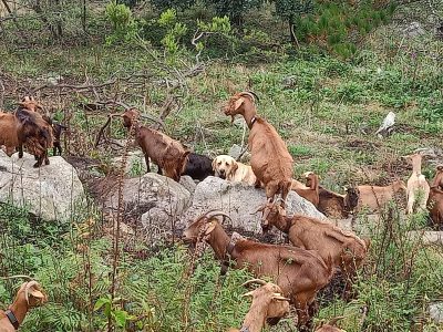 Cabras antifuego: el “ejército” natural de Meira contra incendios