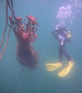 Más de 2.500 kilos de basura fantasma retirados en Aldán